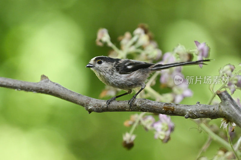 长尾山雀(Aegithalos caudatus)